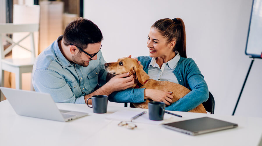 The Advantages of Professional Pet Transportation Over DIY Moves